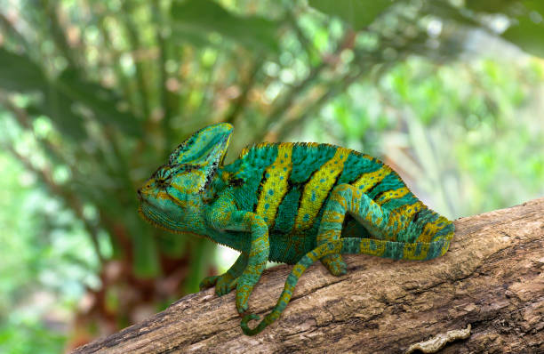 istock Chameleon ( chamaeleon ) green yellow color on rough branch in sun light 2183681647