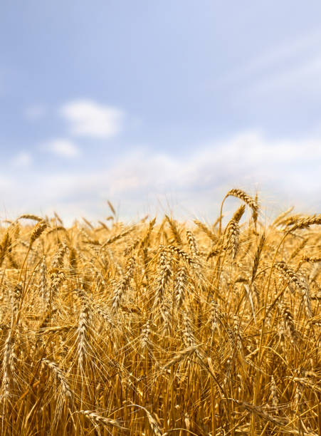 istock Field wheat in period harvest on background cloudy sky 2183681735