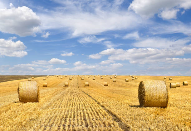 istock A field with straw bales after harvest on the sky background 2183681771