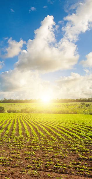 istock Field with young sunflower and bright sunrise. 2183682567