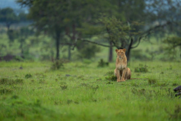 istock Lioness sitting on short grass near trees 2183682761