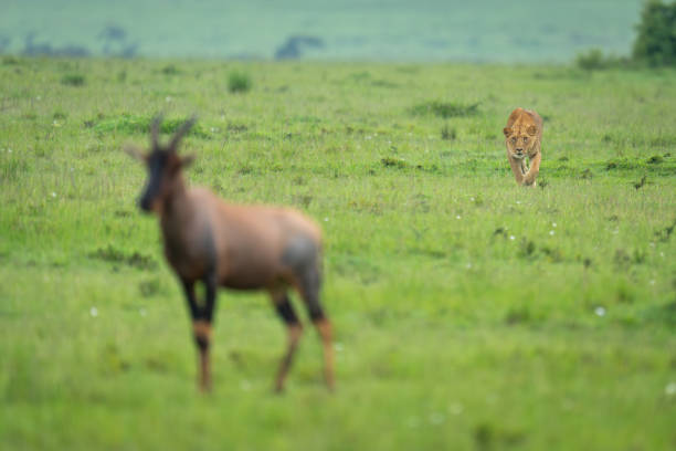 istock Lioness stalks topi in savannah lifting paw 2183682815