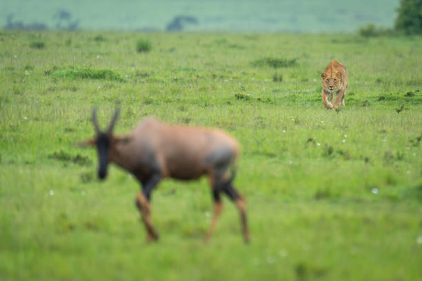 istock Lioness stalks topi in savannah lifting forepaw 2183682818