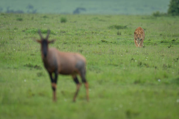 istock Lioness stalks topi in savannah staring intently 2183682819