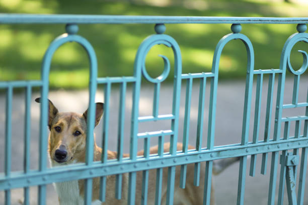 Lost lonely sad dog staying in front of fence in public park and waiting for help.