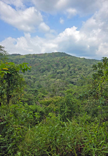 istock View over forest on Flores Island 2183683932
