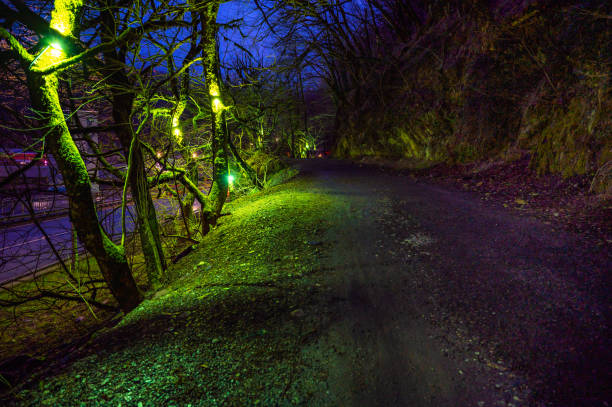 A dark road with trees lit up in the background. Scene is mysterious and serene