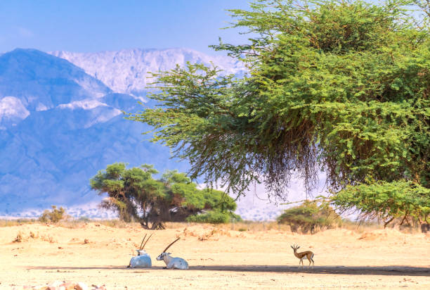 istock Resting Antelope Arabian white oryx (Oryx dammah) and Dorcas gazelle (Gazella dorcas)  in desert nature reserve 2183684151