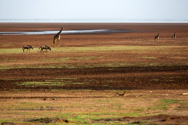 Single giraffe walking through the savannah in the Maasai Mara National Reserve in Kenya.