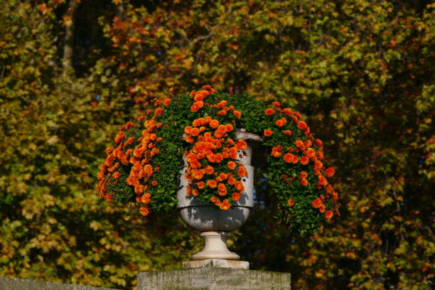Paris, Luxembourg Gardens in autumn (6th arrondissement) : chrysanthemums