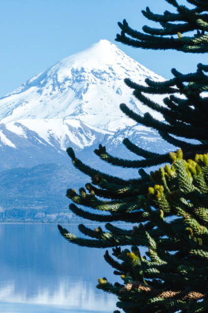 Lanin volcano snowy peak with Araucanian tree