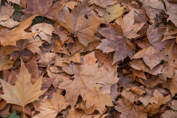Dry leaves of maple in the gardens of Aranjuez, Spain