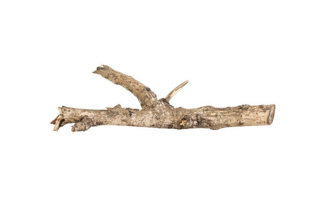 istock Dry tree twigs branches isolated on white background with clipping path. 2183692374