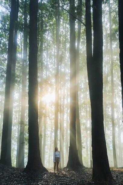 istock Woman walking through eucalyptus forest in fog 2183694944