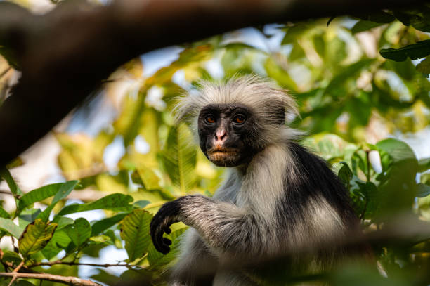 istock Red colobus monkey, Zanzibar 2183695867