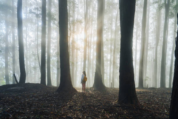 Serene woman  walking through eucalyptus forest in fog