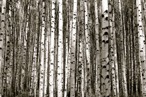 istock Sepia Aspen Grove Colorado 2183695983