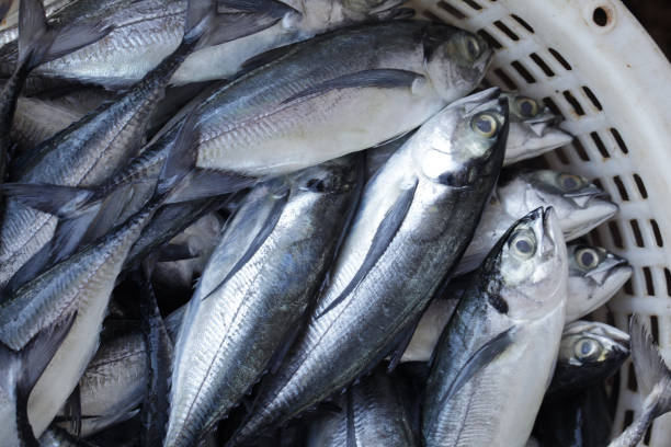 istock Fresh Fish in a Basket from Local Market 2183696298