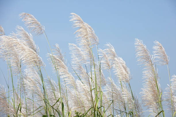 istock Elegant White Pampas Grass Against Clear Sky 2183696513