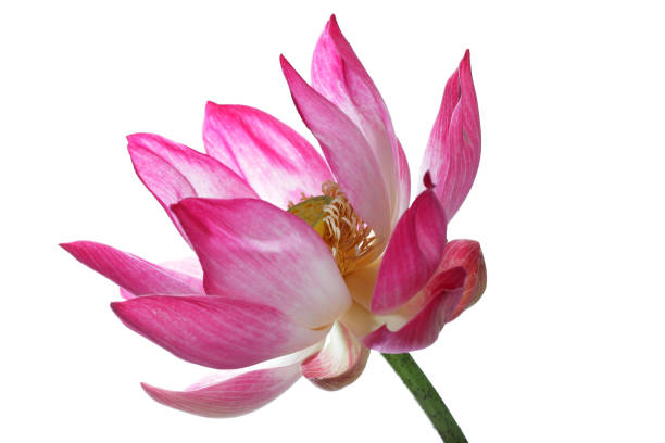 istock Beautiful Pink Lotus Flower on White Background 2183696586