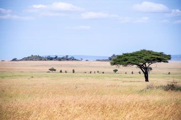 istock The savannah, Serengeti National Park 2183697351