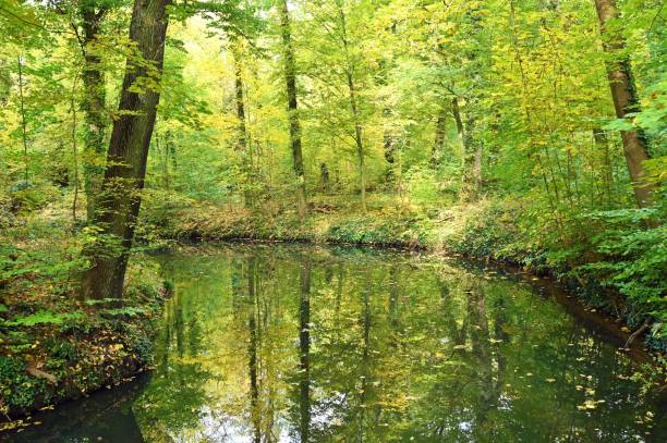 istock Autumn Landscape of Spreewald Forest 2183698605