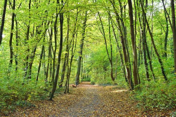 istock Autumn Landscape of Spreewald Forest 2183698687