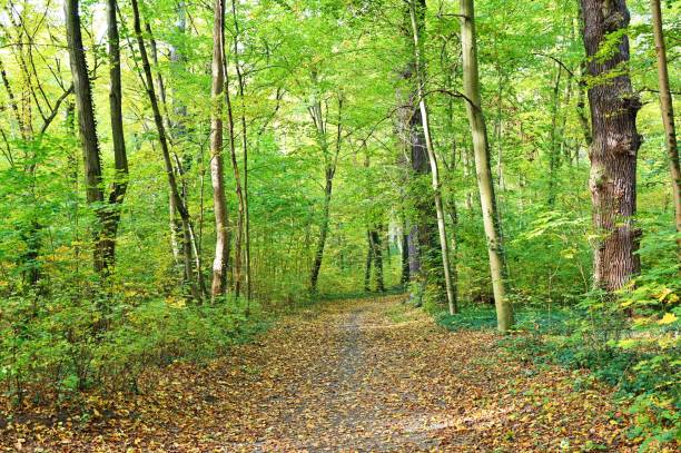 istock Autumn Landscape of Spreewald Forest 2183698723