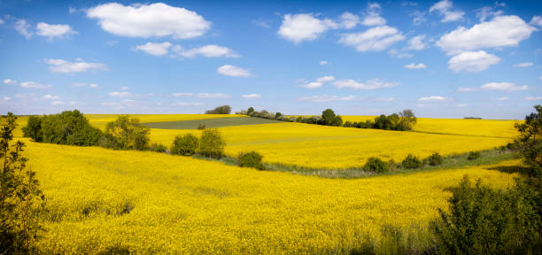Yellow field of canola