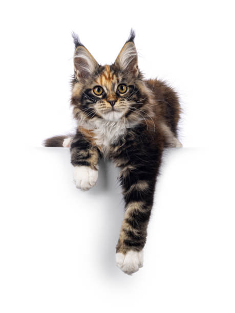 istock Tortie Maine Coon cat kitten on white 2183704230