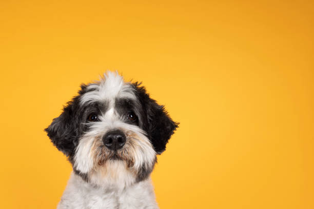 Cute dog on yellow background Head shot of Cute little mixed breed Boomer dog, sitting up facing front. Looking towards camera with friendly brown eyes. Isolated on yellow orange background. Mouth closed. tibetan lion dog stock pictures, royalty-free photos & images