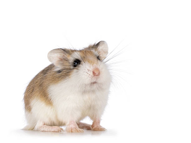 Cute white hamster exiting its yellow house, with its food bowl visible in the background