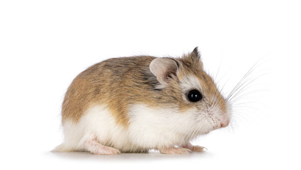 istock Roborovski hamster on white background 2183704654