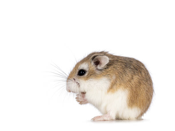 istock Roborovski hamster on white background 2183704678