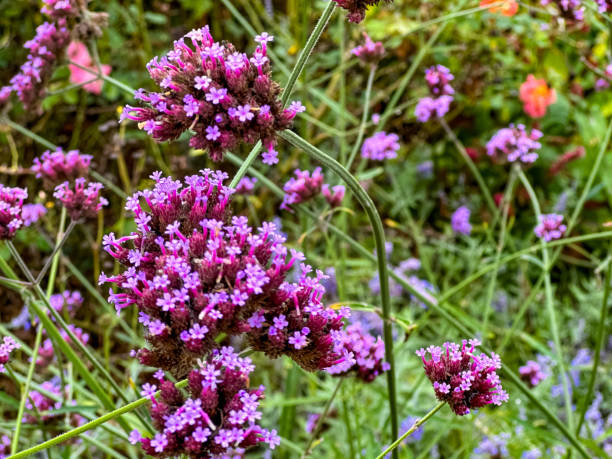 istock purpletop vervain 2183705330