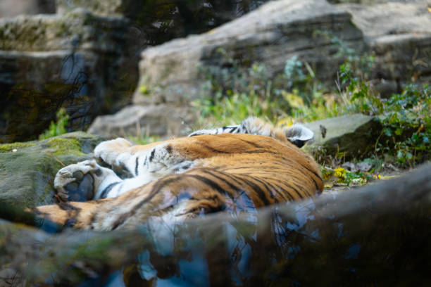 Tiger taking a sleep in its pen in the Pittsburgh zoo.