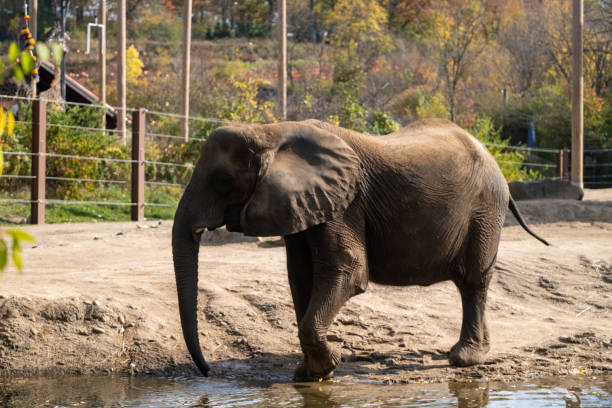 istock Elephant drinking water in the Pittsburgh zoo. 2183707211