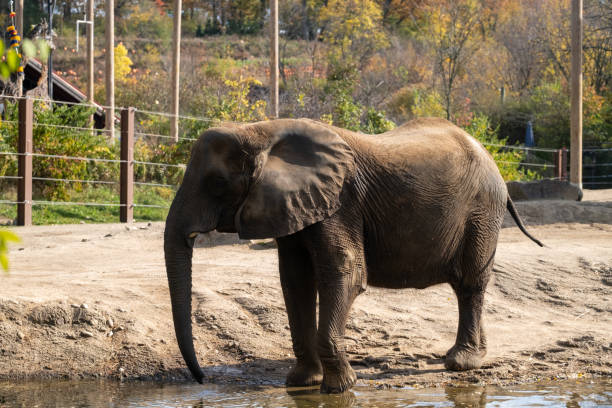 istock Elephant drinking water in the Pittsburgh zoo. 2183707212