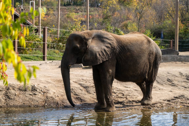 istock Elephant drinking water in the Pittsburgh zoo. 2183707249