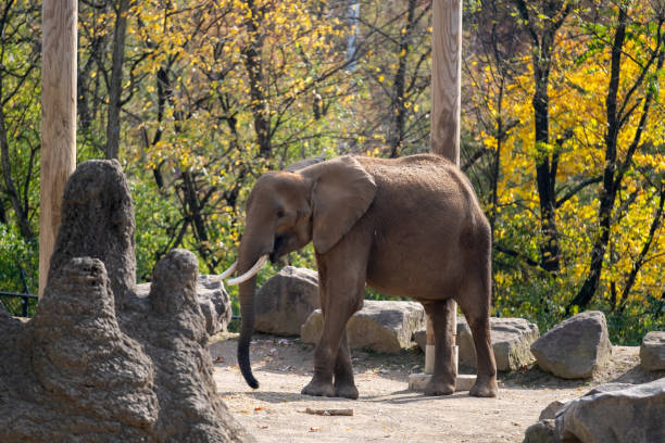 istock Elephant drinking water in the Pittsburgh zoo. 2183707251
