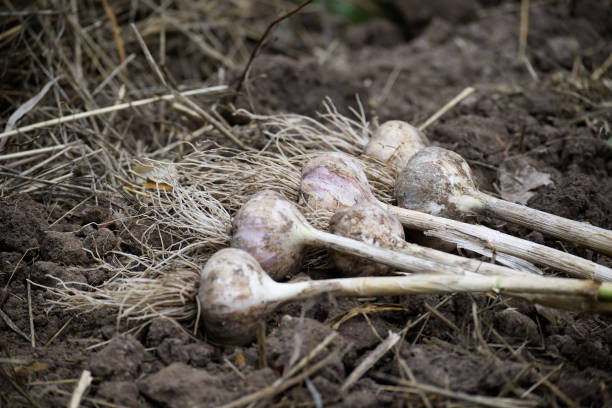 istock Fresh organic garlic bulbs harvested from a vegetable garden 2183709136