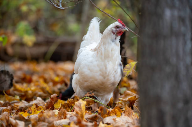 istock Free range chickens out walking in autumn forest 2183710610