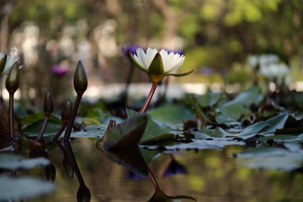 water lilies in the water, very colorful