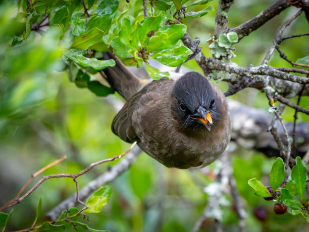 Cape bulbul (Pycnonotus capensis) in a tree in a South African Game Reserve.