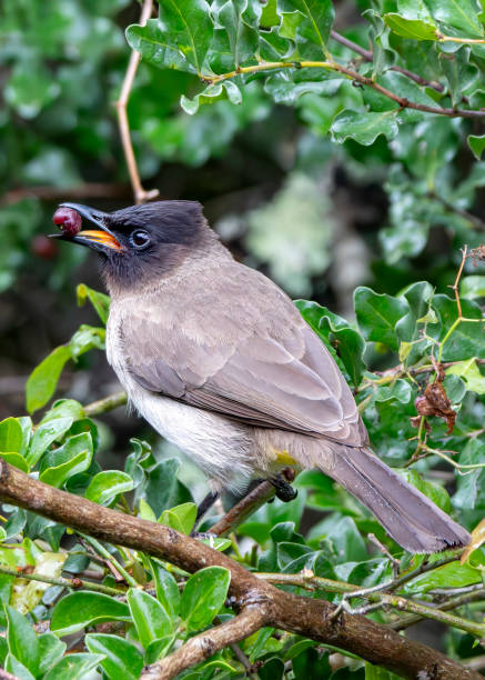 Cape bulbul (Pycnonotus capensis) in a tree in a South African Game Reserve.