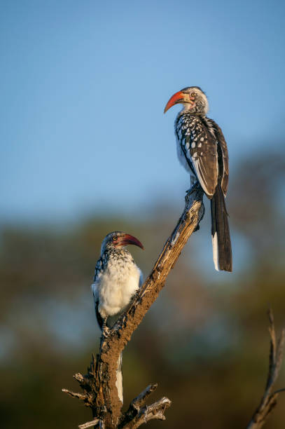 istock Southern red-billed hornbill (Tockus rufirostris) pair perched on a tree branch at Mashatu Game Reserve, Northern Tuli Game Reserve. Botswana 2183713882