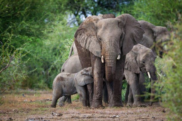 корова африканского слона (loxodonta africana) и молочный теленок в заповеднике машату, заповедник северный тули. ботсвана. - заповедник диких животных стоковые фото и изображения