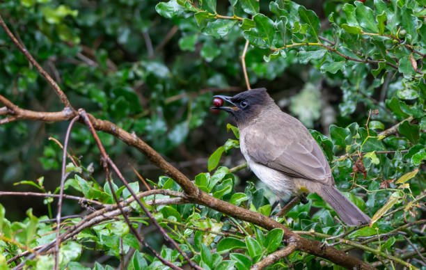 Cape bulbul (Pycnonotus capensis) in a tree in a South African Game Reserve.