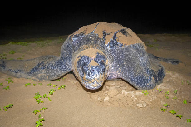 istock Leatherback Turtle (Dermochelys coriacea) laying eggs on the same beach that she hatched on in Maputaland, KwaZulu Natal. South Africa. 2183714032