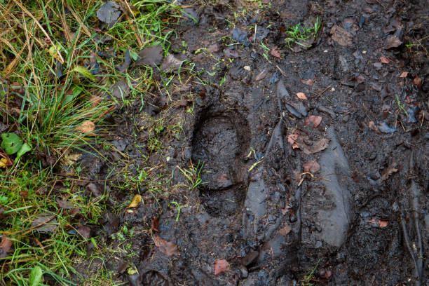istock Wellie footprint in the mud 2183714216